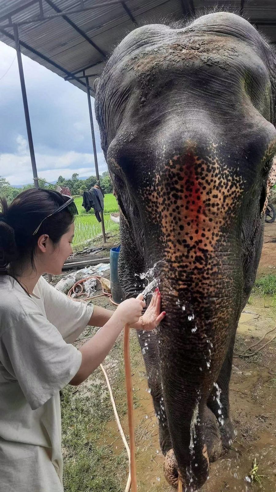 Animal Care and Wildlife